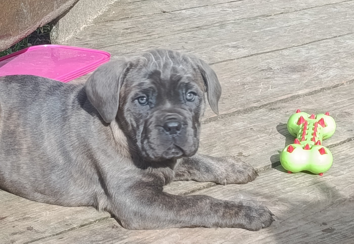 Alka des montagnes ardechoise