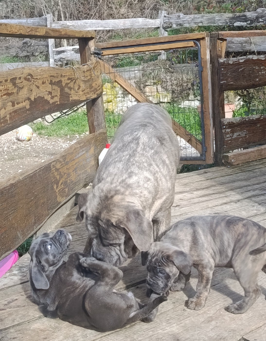 Cane Corso - Des Montagnes Ardèchoise
