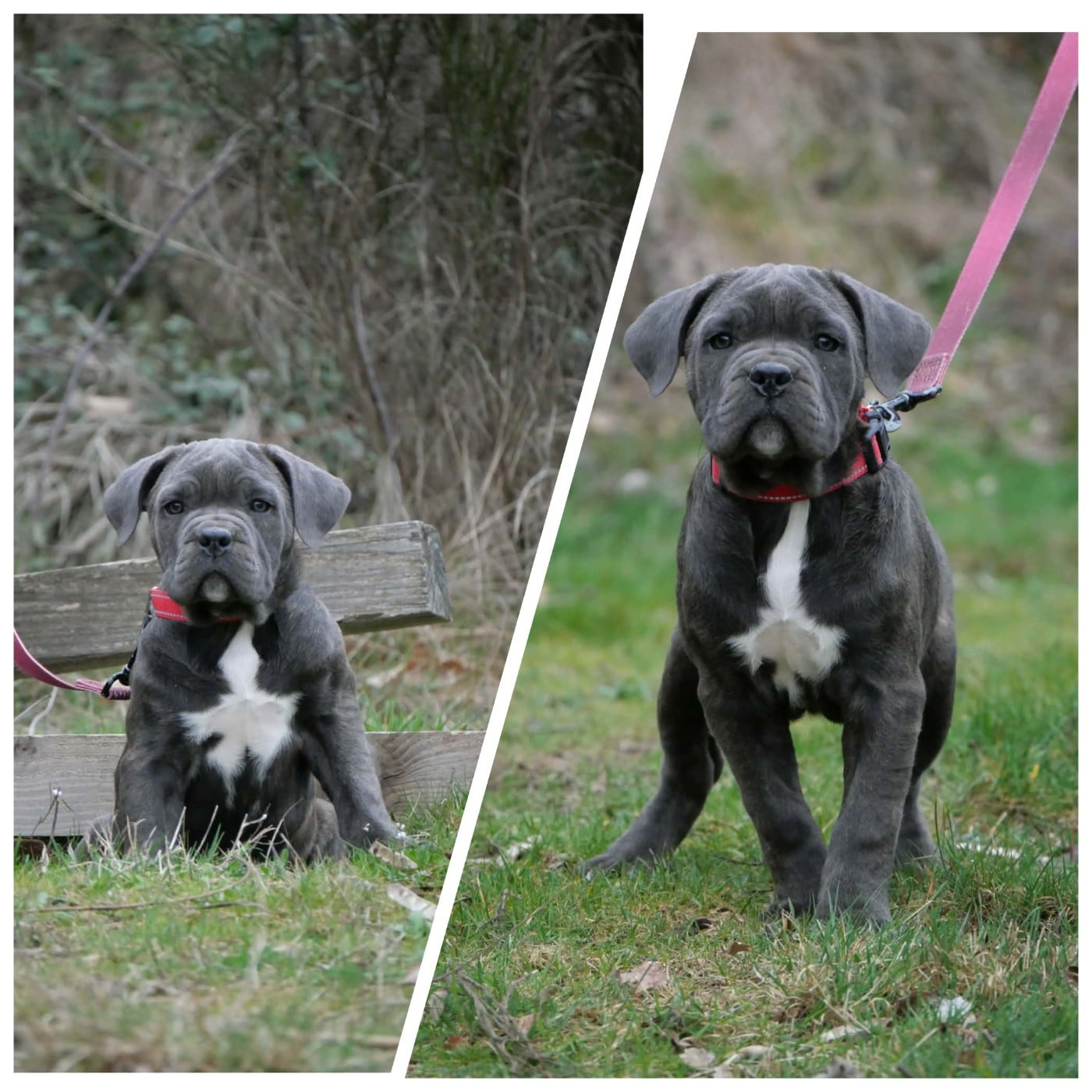 Cane Corso - Des Montagnes Ardèchoise