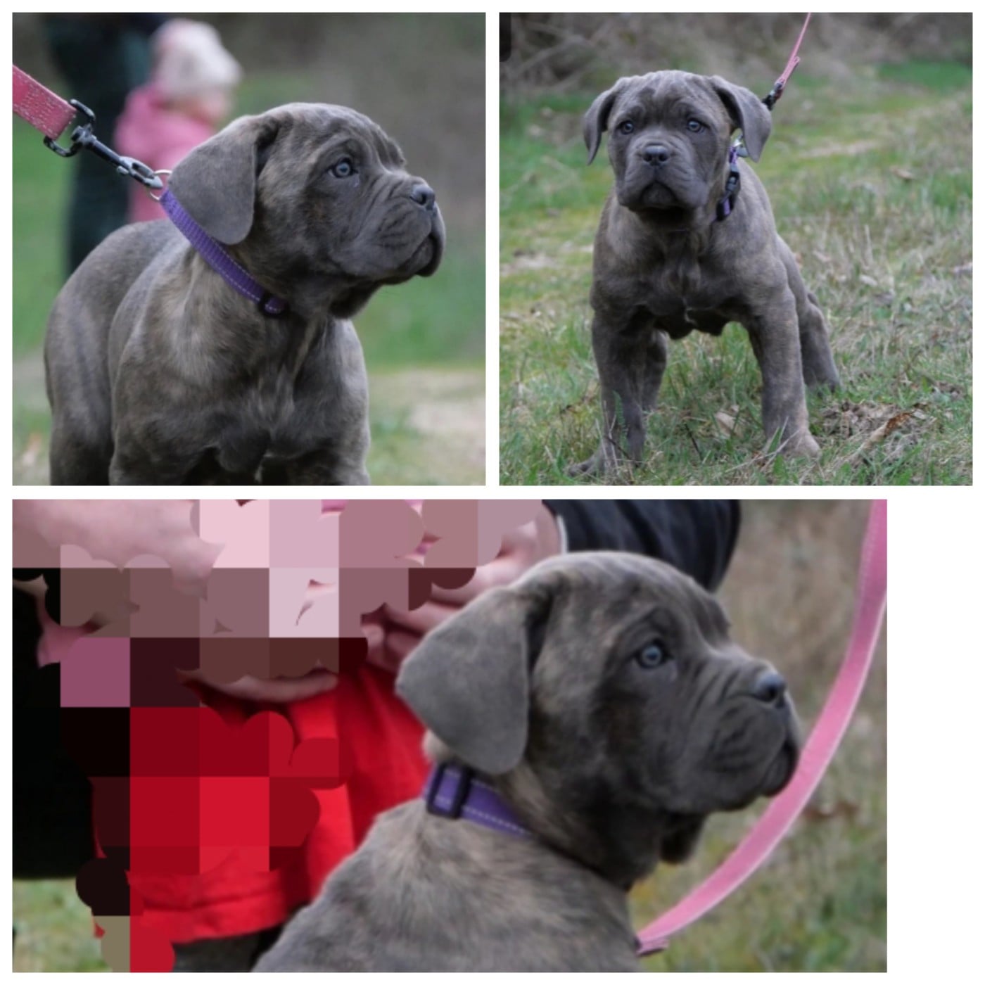 Cane Corso - Des Montagnes Ardèchoise