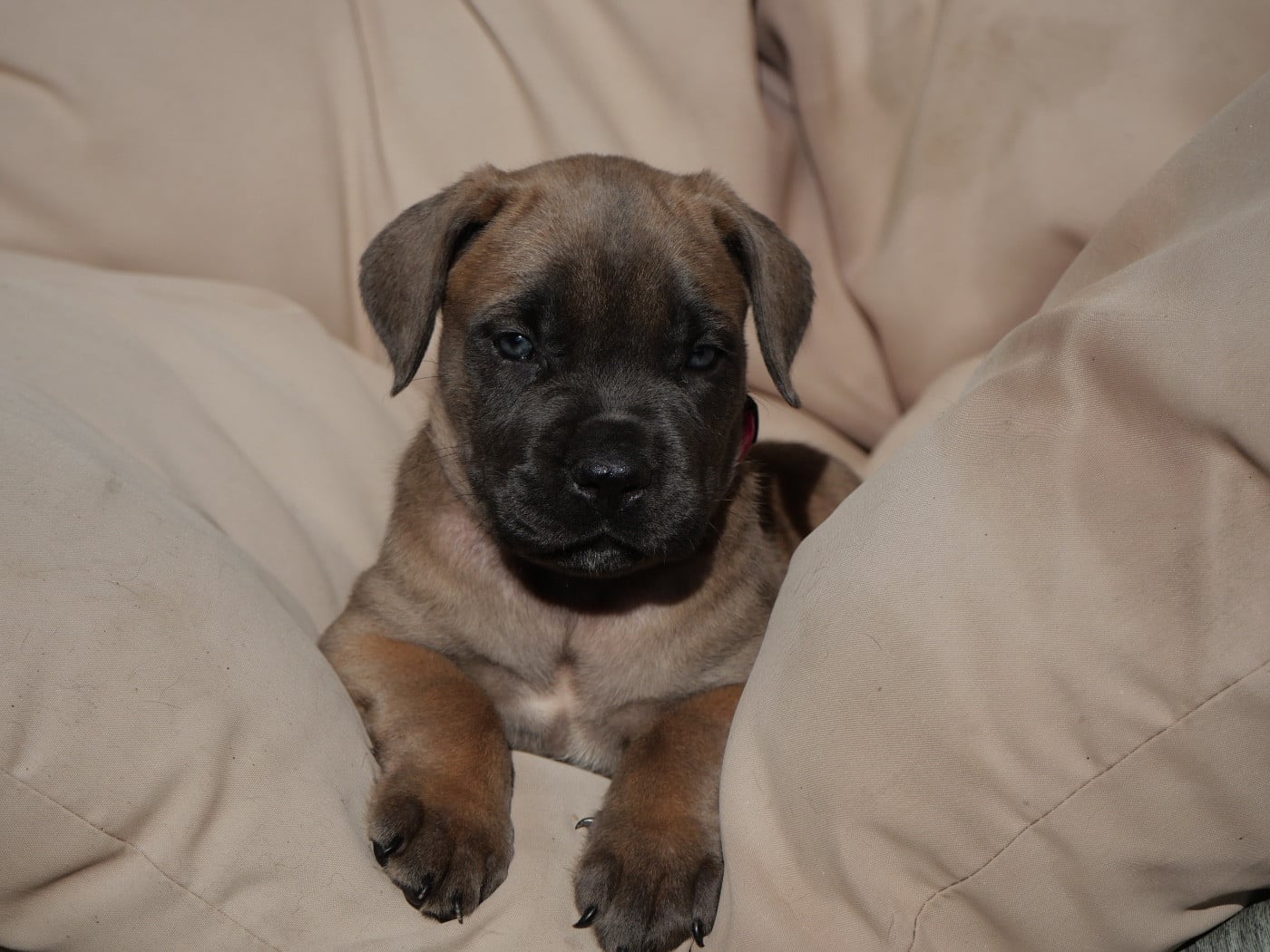 Cane Corso - Des Montagnes Ardèchoise