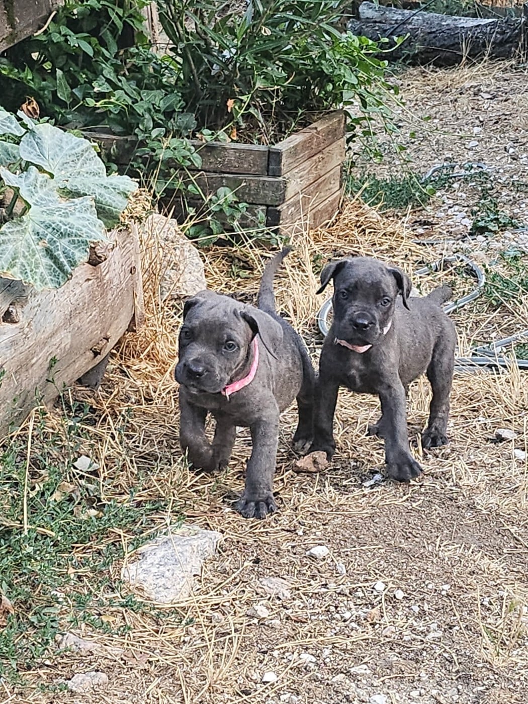 Cane Corso - Des Montagnes Ardèchoise