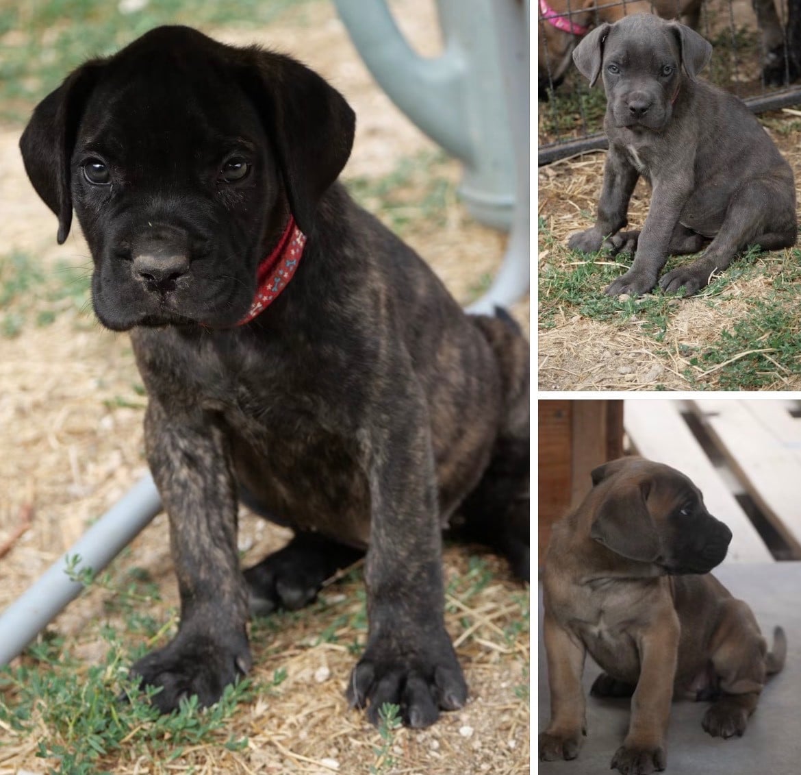 Cane Corso - Des Montagnes Ardèchoise