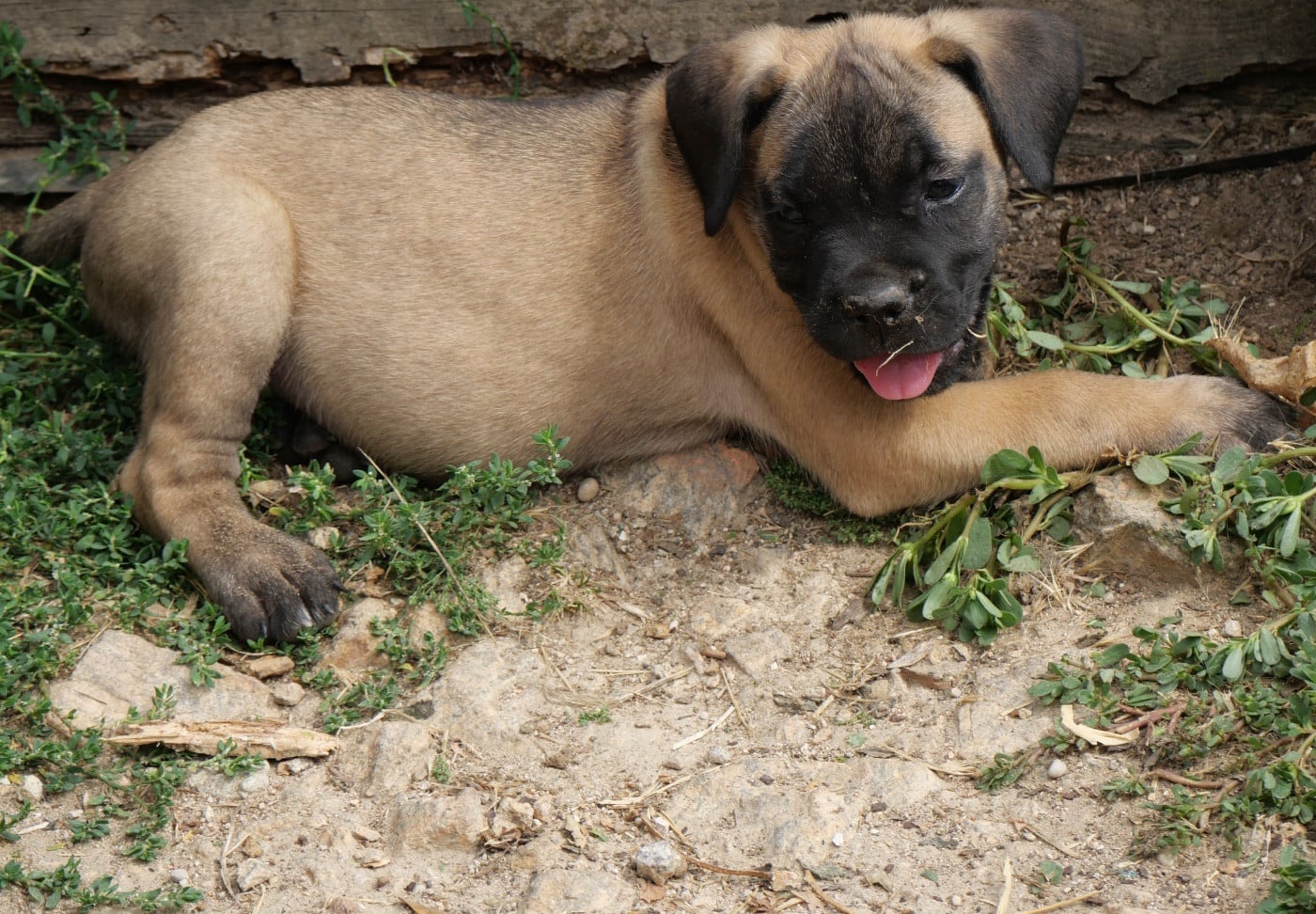 Cane Corso - Des Montagnes Ardèchoise