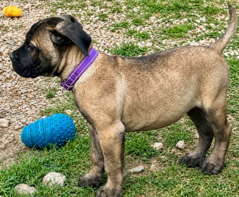 Cane Corso - Des Montagnes Ardèchoise