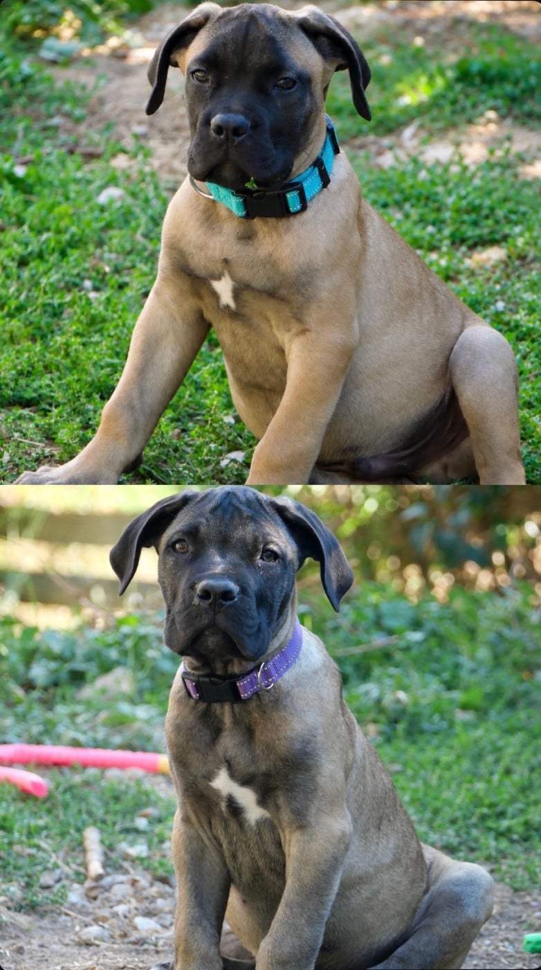 Cane Corso - Des Montagnes Ardèchoise