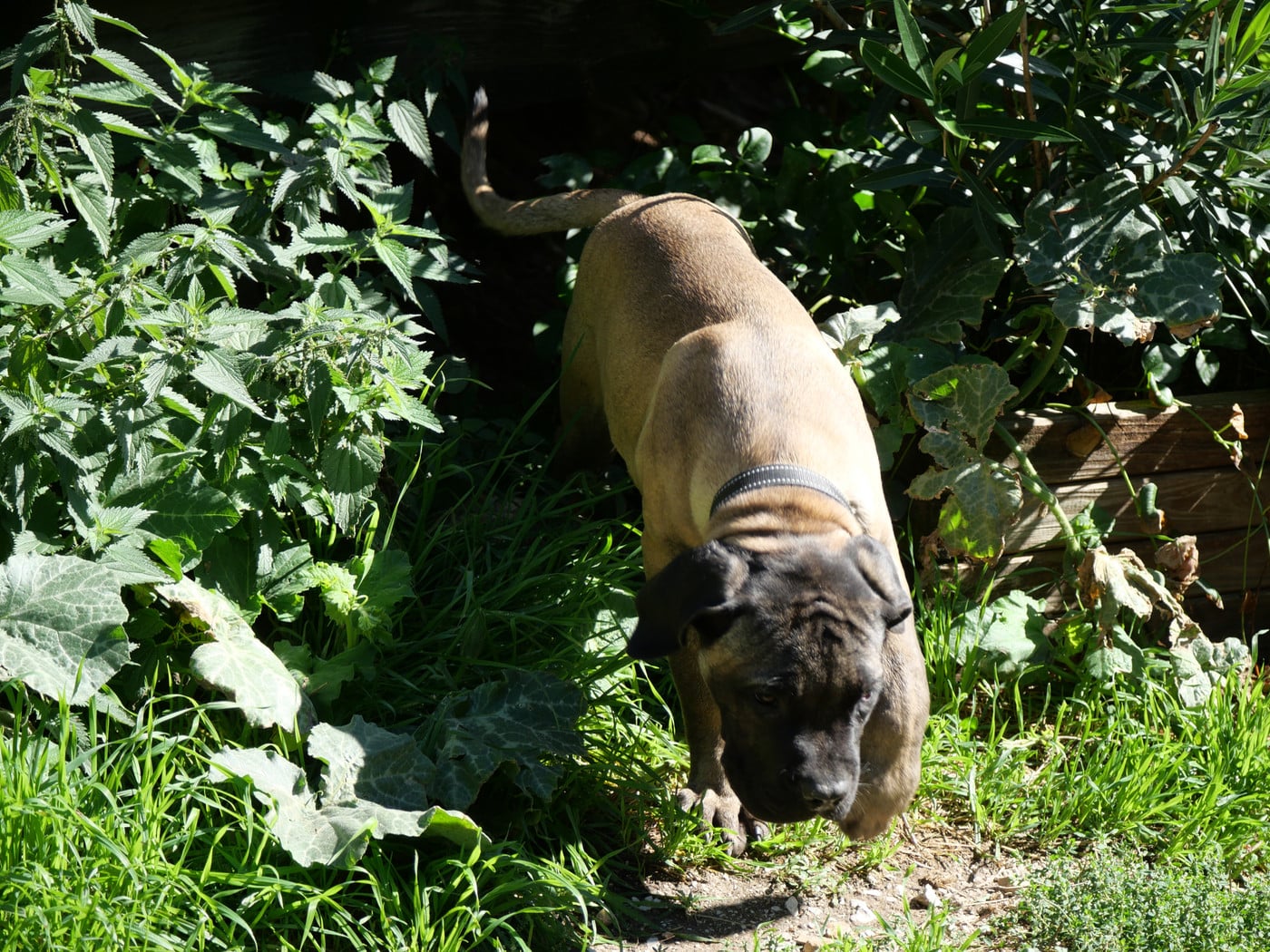 BACCO Des Montagnes Ardèchoise