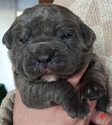 Cane Corso