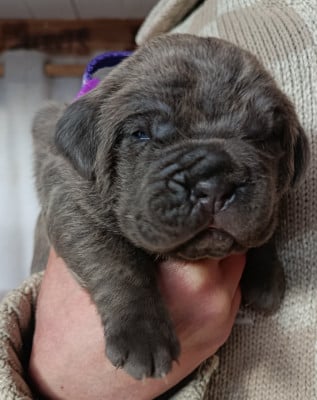 CHIOT 2 collier violet - Cane Corso