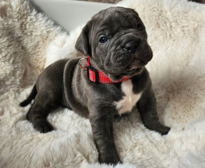 Les chiots de Cane Corso