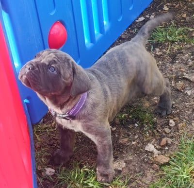 Les chiots de Cane Corso