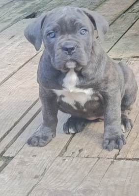 Les chiots de Cane Corso