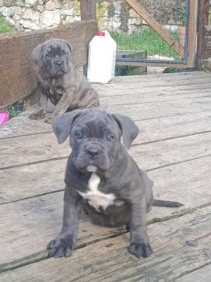 Les chiots de Cane Corso