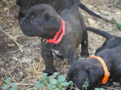 Les chiots de Cane Corso