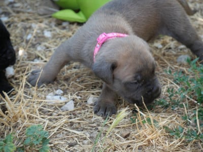 Les chiots de Cane Corso