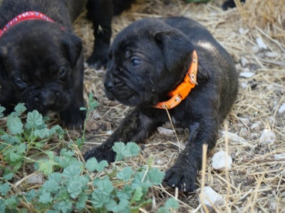 Les chiots de Cane Corso