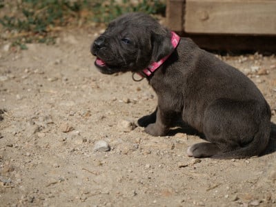 Les chiots de Cane Corso