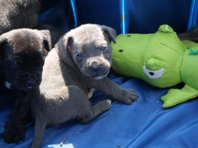 Les chiots de Cane Corso