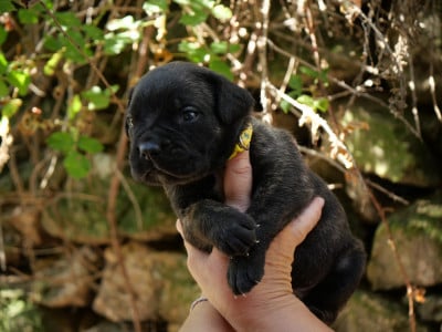 Les chiots de Cane Corso
