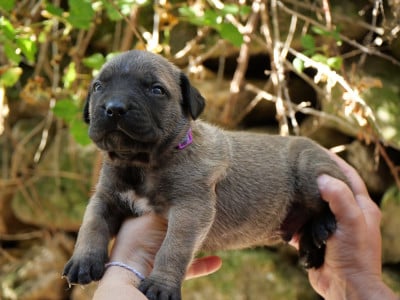 Les chiots de Cane Corso