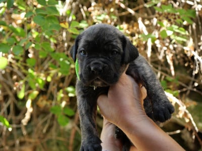Les chiots de Cane Corso