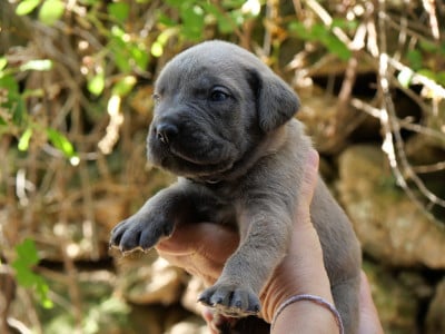 Les chiots de Cane Corso