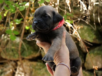 Les chiots de Cane Corso