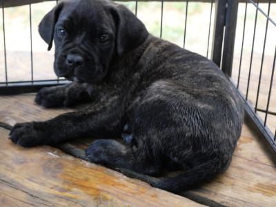 Les chiots de Cane Corso