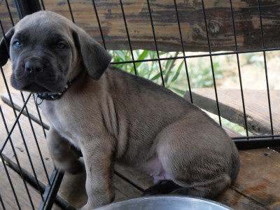 Les chiots de Cane Corso