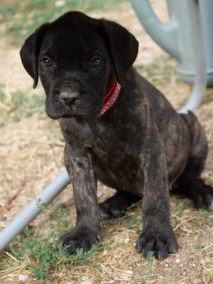 Cane Corso