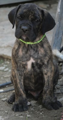 Les chiots de Cane Corso