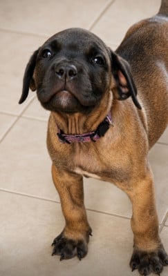 Les chiots de Cane Corso