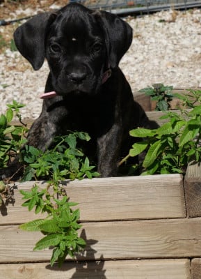 Les chiots de Cane Corso