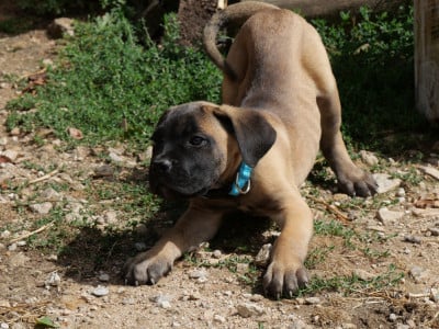 Les chiots de Cane Corso
