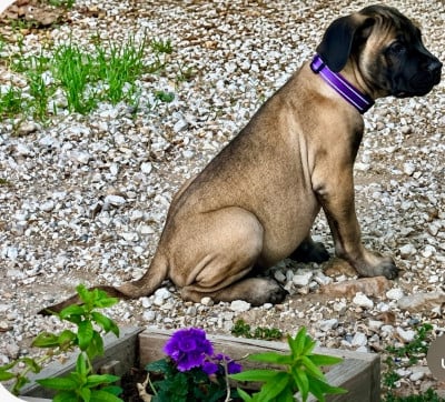 Les chiots de Cane Corso