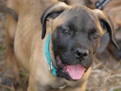 Les chiots de Cane Corso