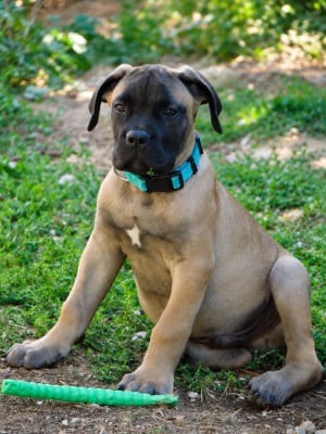 BOB collier bleu turquoise - Cane Corso