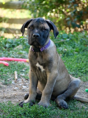 BACCO collier violet - Cane Corso