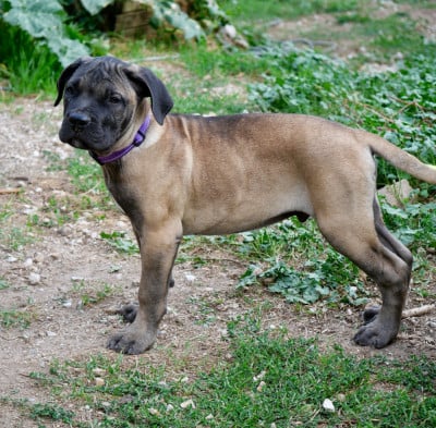 Les chiots de Cane Corso