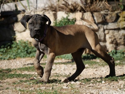 Les chiots de Cane Corso