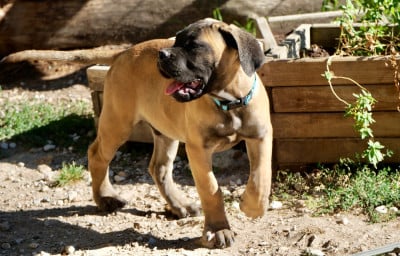 Les chiots de Cane Corso