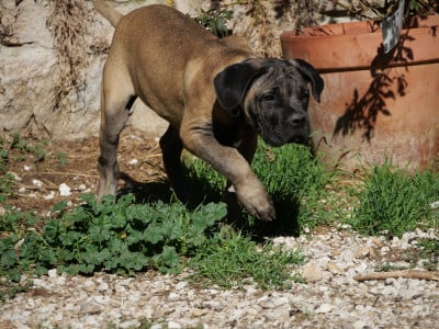 Les chiots de Cane Corso