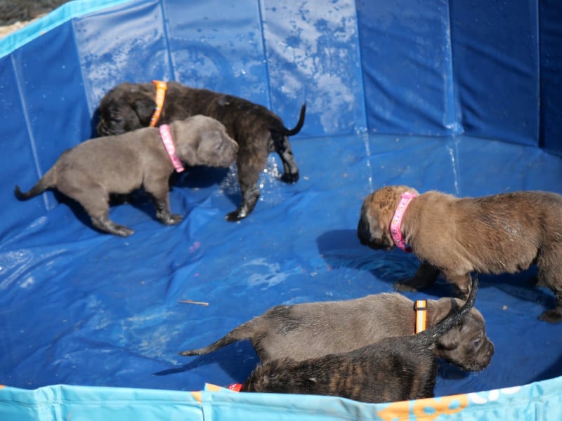 Cane Corso - Des Montagnes Ardèchoise