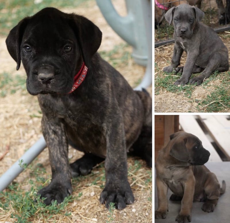 Cane Corso - Des Montagnes Ardèchoise