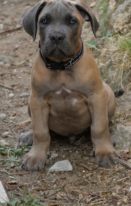 Cane Corso - Des Montagnes Ardèchoise