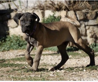 Cane Corso - Des Montagnes Ardèchoise