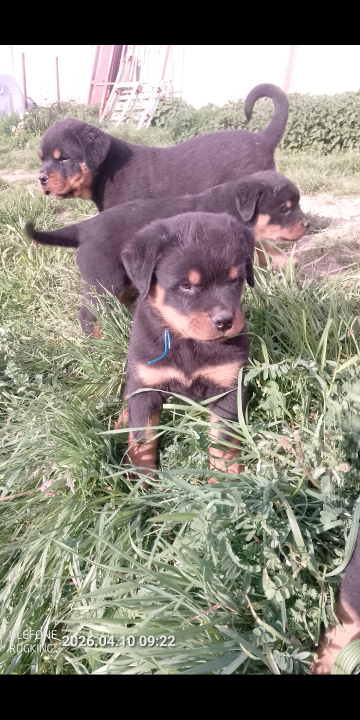 Collier bleu - Rottweiler
