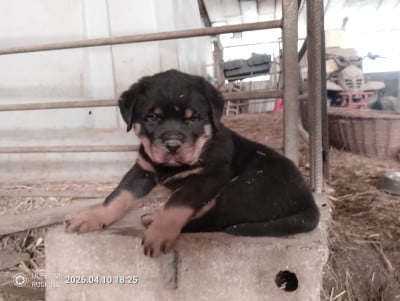 Les chiots de Rottweiler