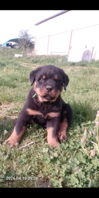 Les chiots de Rottweiler