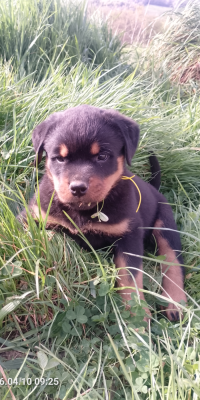 Les chiots de Rottweiler